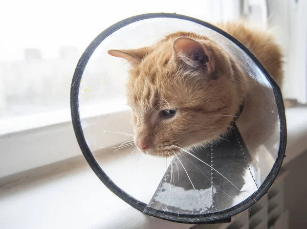 Sjuk Röd Katt Lider Efter Operation Och Bär Skyddande Krage Stockbild