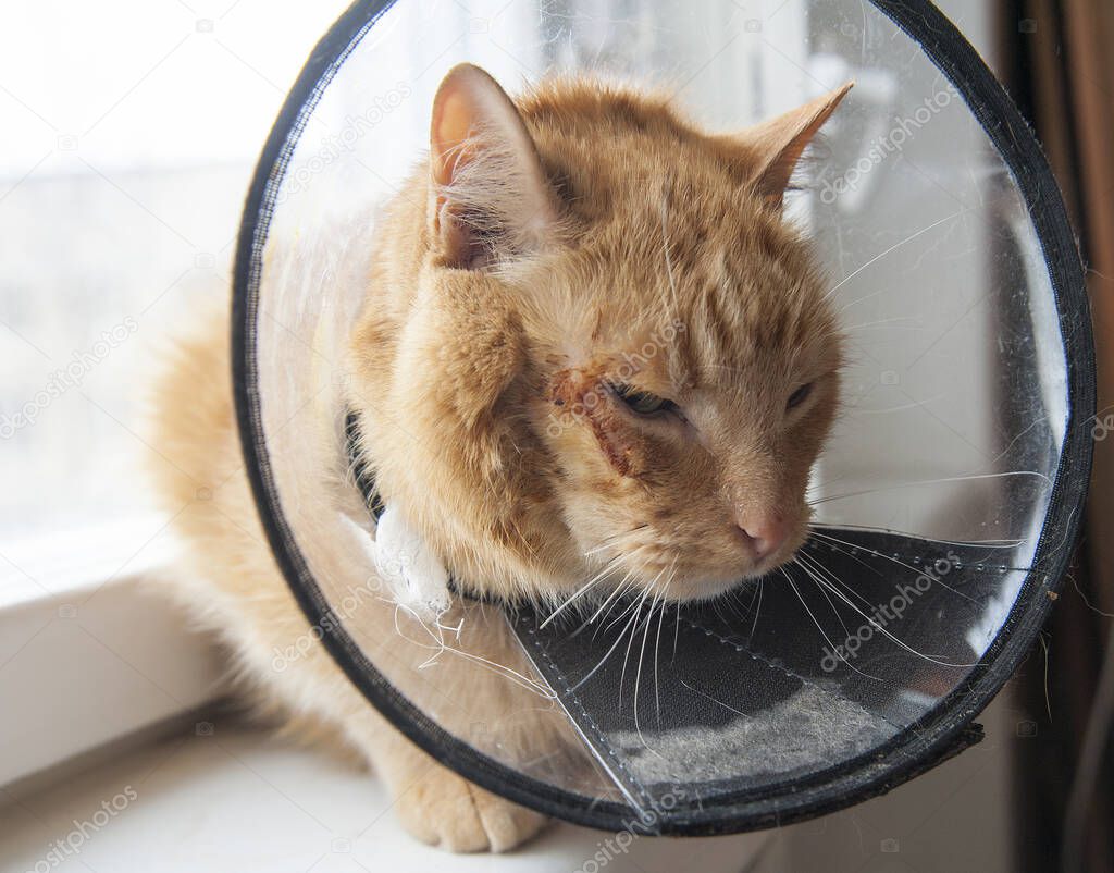 Sick red cat suffering after surgery and wears a protective collar.