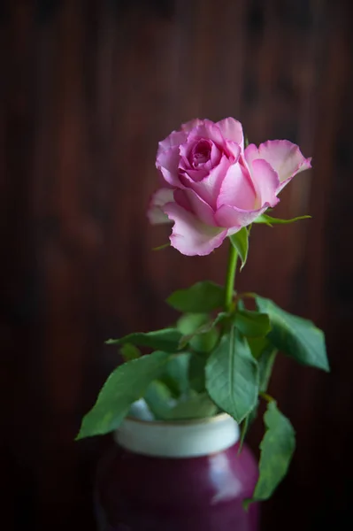 Ένα Ροζ Τριαντάφυλλο Σκούρο Φόντο — Φωτογραφία Αρχείου