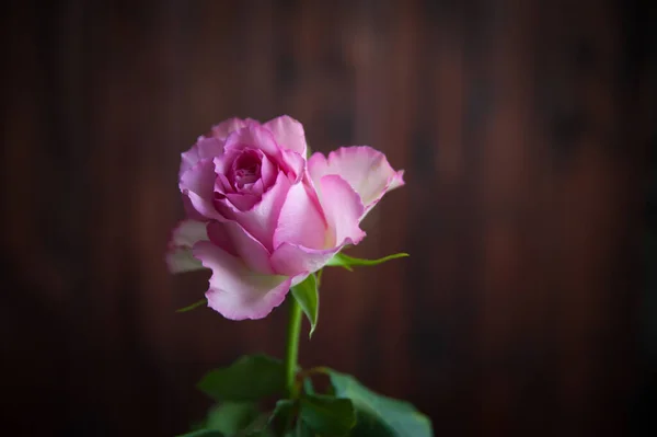 一只粉红的玫瑰在黑暗的背景下的特写 — 图库照片