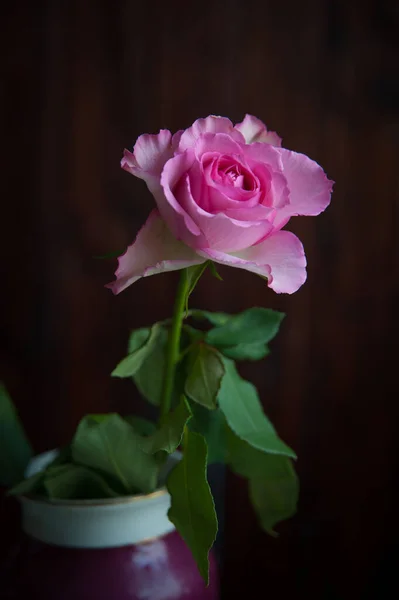 Une Rose Sur Fond Sombre Gros Plan — Photo