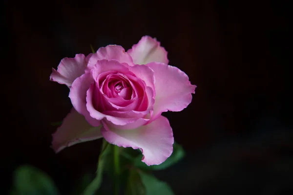 Een Roze Roos Een Donkere Achtergrond Close — Stockfoto