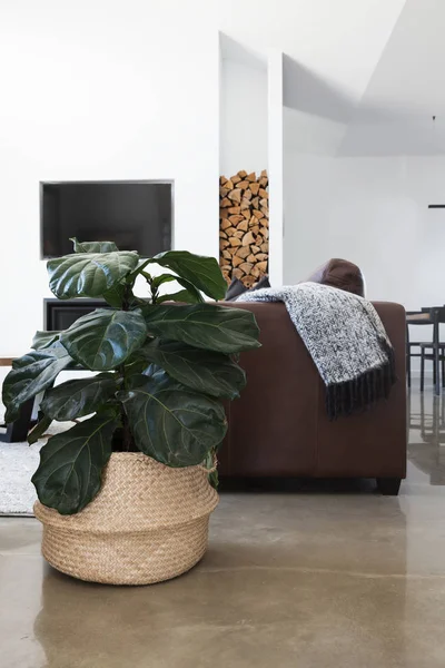 Planta na sala de estar contemporânea Fotos De Bancos De Imagens