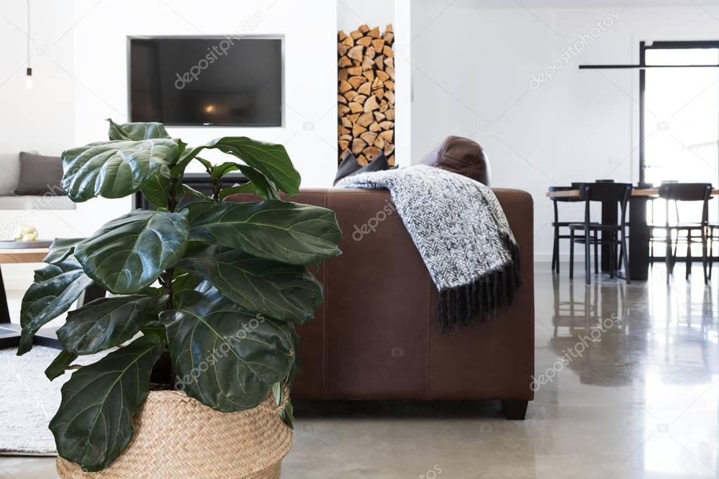plant in contemporary living room 