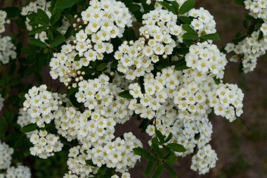 Koyu arkaplanda beyaz bahar çiçekleri