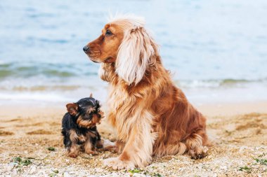 İngiliz Cocker Spaniel köpeği - stok imajı