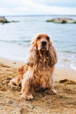 İngiliz Cocker Spaniel köpeği - stok imajı