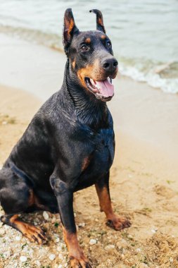 Siyah köpek - stok imajı