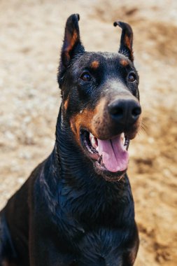 Siyah köpek - stok imajı