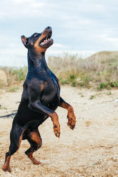 Siyah Köpek Stok Imajı — Stok fotoğraf