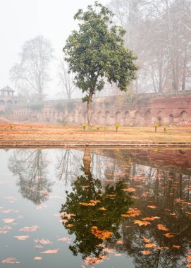 Suda sonbahar renkleri olan bir ağacın yansımaları. Sisli gökyüzü.