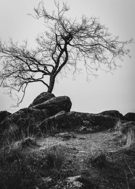 Çorak bir ağaç üst kısmında küçük bir tepe. Siyah beyaz manzara