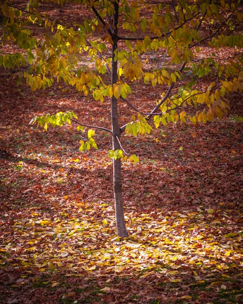 Erstaunliches Licht reflektiert durch die gelben Blätter eines Baumes während au — Stockfoto