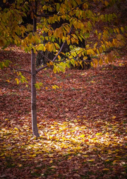 Erstaunliches Licht reflektiert durch die gelben Blätter eines Baumes während au — Stockfoto