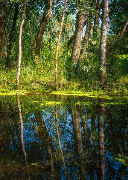 Spiegelungen schlanker Bäume in einem Teich. Algen im Teich. Schmutziges Wasser in einem Teich — Stockfoto