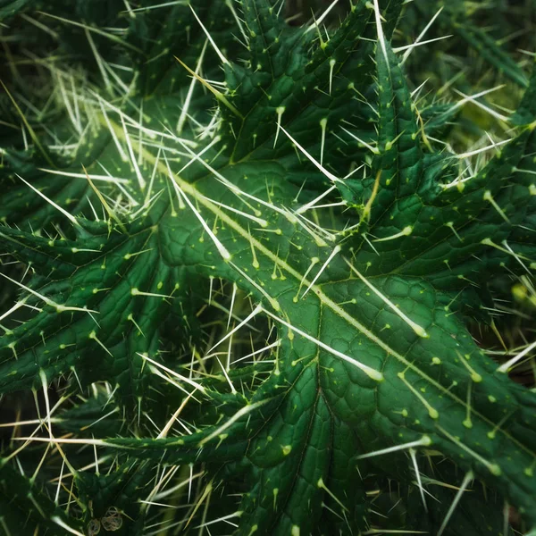 Hojas espinosas de una flor silvestre. Espinas que crecen del tallo y las hojas —  Fotos de Stock