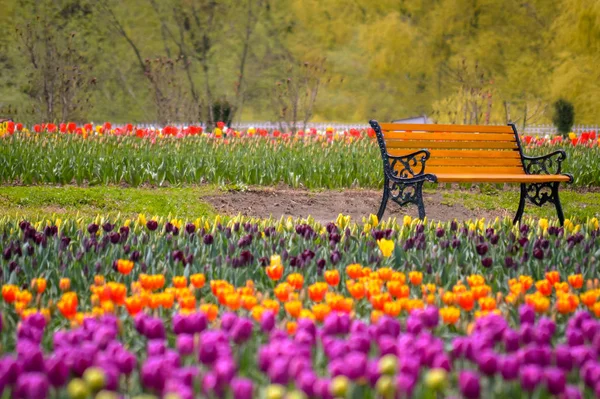 Un banco en medio del segundo jardín de tulipanes más grande del mundo en Cachemira Imagen de stock