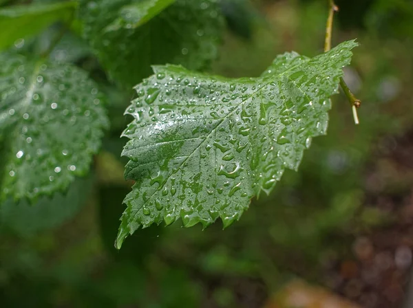 Капли Дождя Листьях Летом Россия — стоковое фото