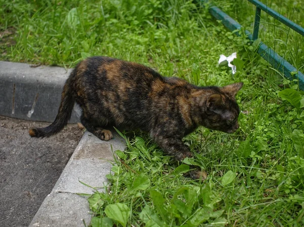 モトリー野良猫が庭を歩くモスコ — ストック写真