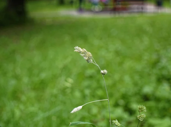 夏天公园里的野草 Mosco — 图库照片