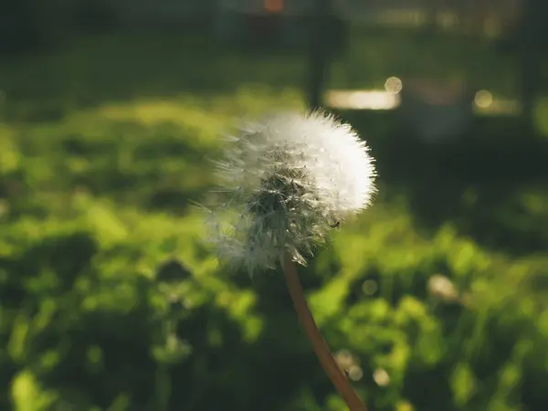 Dente Leone Giardino Una Giornata Sole Russi — Foto Stock