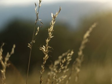 Rusya 'da yazın bahçede yabani otlar