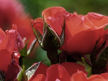 Gül yağmurundan sonra su damlaları, Russi