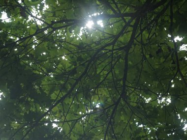 Rusya 'da meşe yaprakları arasından gün ışığı