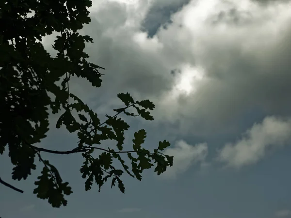 Φύλλα Βελανιδιάς Συννεφιά Καλοκαίρι Russi — Φωτογραφία Αρχείου