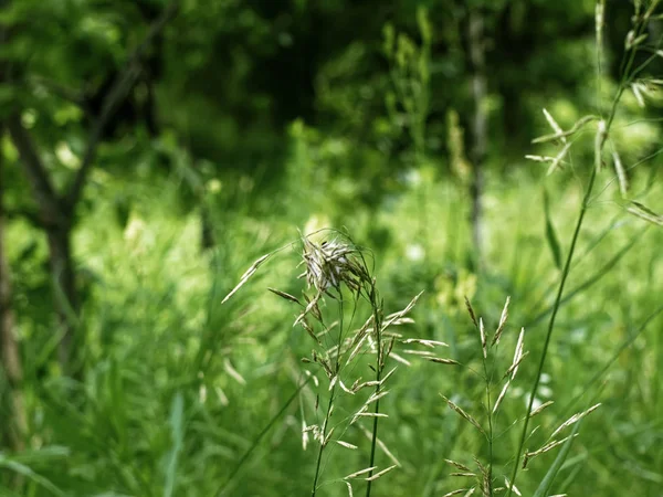 Wilde Gras Zomer Tuin Rusland — Stockfoto