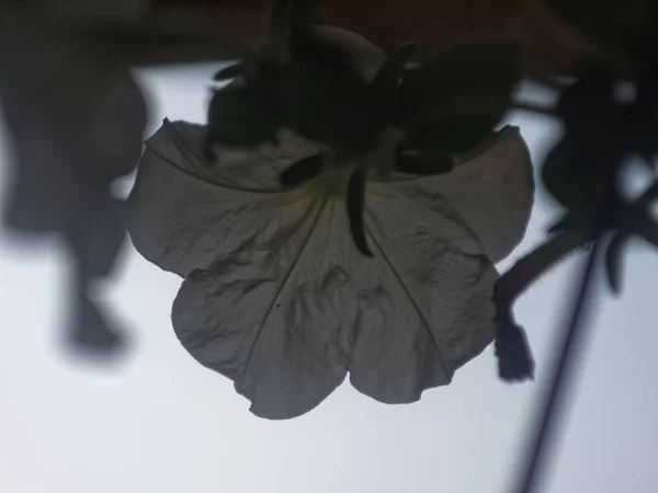 Petunia Flores Contra Cielo Nublado Russi — Foto de Stock