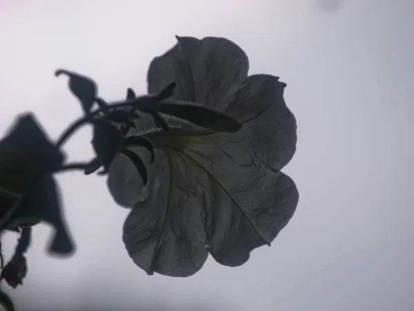 Petunia Flores Contra Cielo Nublado Russi —  Fotos de Stock