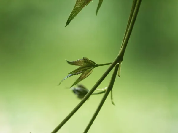 Μικρά Φύλλα Ένα Αμπέλι Ρωσία — Φωτογραφία Αρχείου
