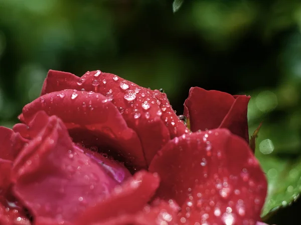 Gouttes Eau Après Pluie Sur Rose Russi — Photo