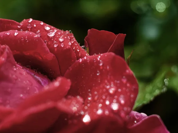 Gouttes Eau Après Pluie Sur Rose Russi — Photo