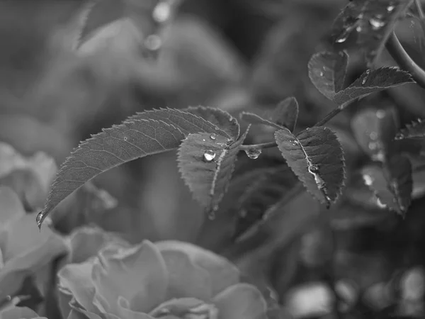 Вода Падає Після Дощу Троянду Руссі — стокове фото