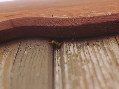 the wasp sits on the boards of summer, Russia