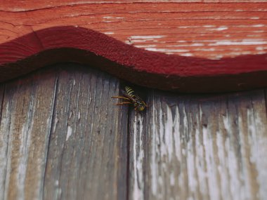 the wasp sits on the boards of summer, Russia
