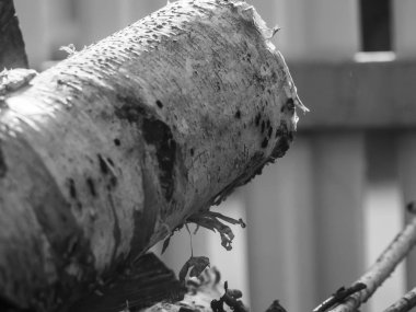 birch log close-up in summer, Russia