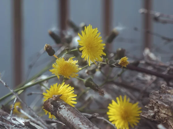 Yellow Wild Flowers Garden Russia — 스톡 사진