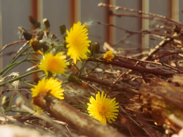 Κίτρινα Άγρια Λουλούδια Στον Κήπο Ρωσία — Φωτογραφία Αρχείου