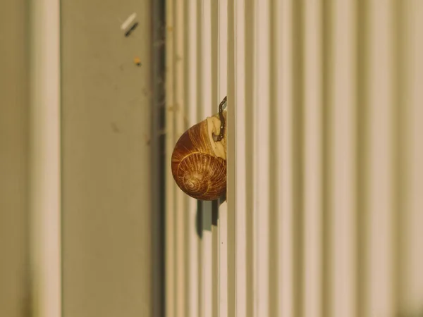 俄罗斯 一只巨大的蜗牛爬在栅栏上 — 图库照片