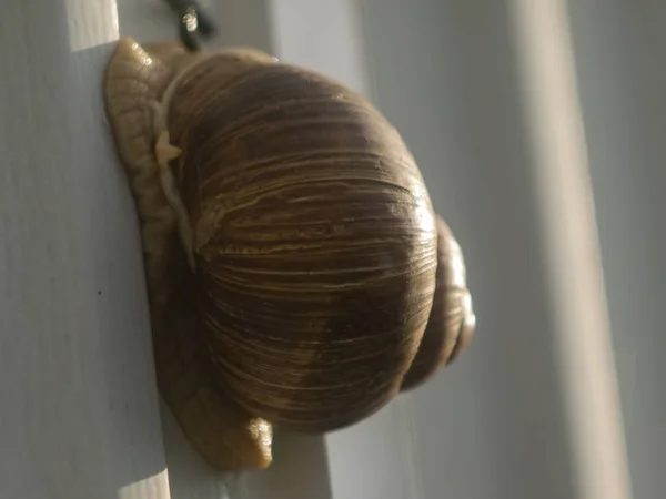 俄罗斯 一只巨大的蜗牛爬在栅栏上 — 图库照片