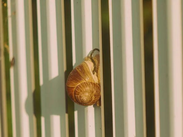 Very Large Snail Crawling Fence Russia — Stock Photo, Image