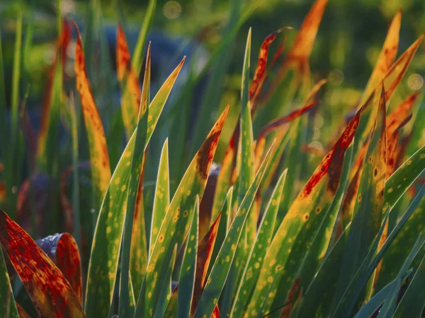 Sedge Folhas Pôr Sol Verão Rússia — Fotografia de Stock