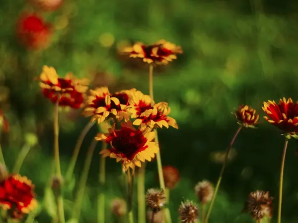 Rudbeckia Fiori Giardino Estate Russia — Foto Stock