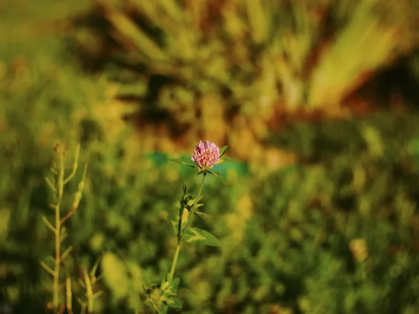 緑の草の背景に花を咲かせるロシア — ストック写真