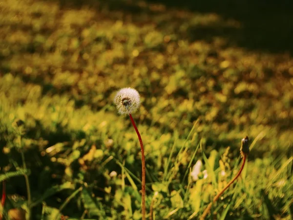 Dandelion Latar Belakang Rumput Saat Matahari Terbenam Rusia — Stok Foto