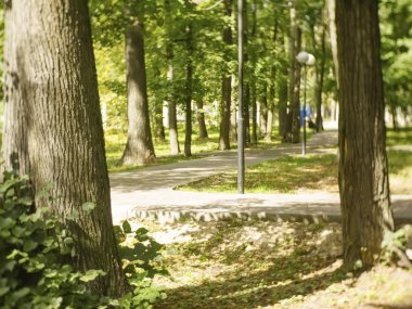 Yazın Moskova 'da, parkta asfalt yol