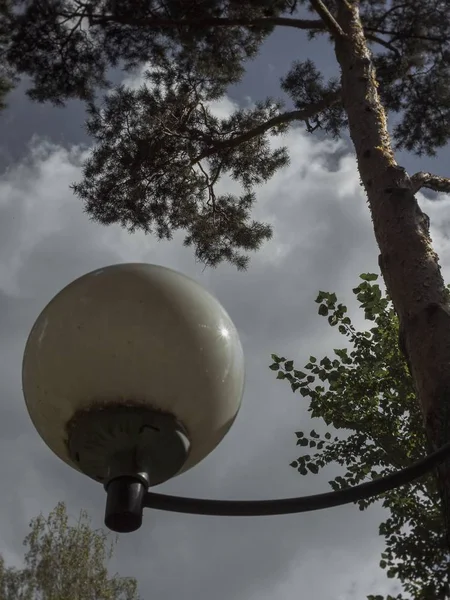 Een Dennenboom Staat Boven Een Lantaarn Een Park Moskou — Stockfoto